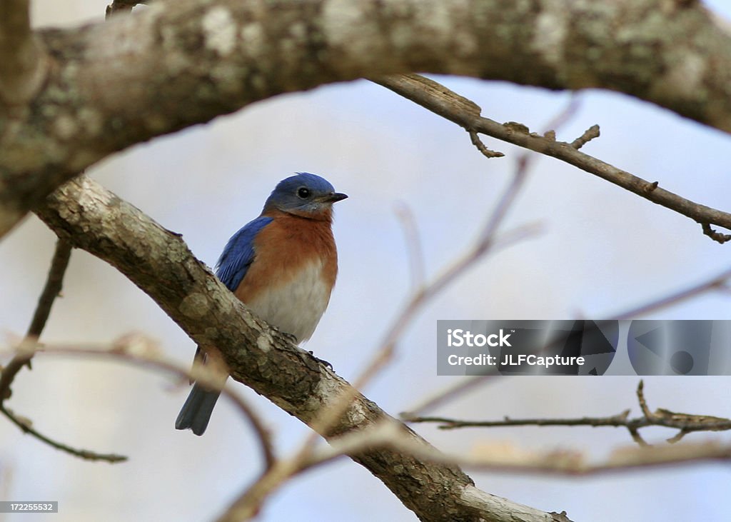 Azulejo gorjicanelo - Foto de stock de Aire libre libre de derechos