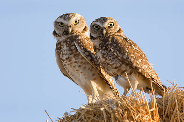 Burrowing Owl - Double Staring Contest stock photo