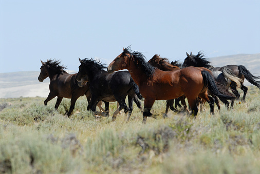 A wild horse herd runs through the desert of Wyoming.