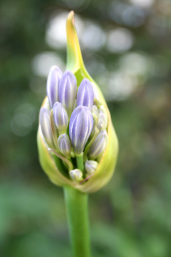 agapanthus african lilly