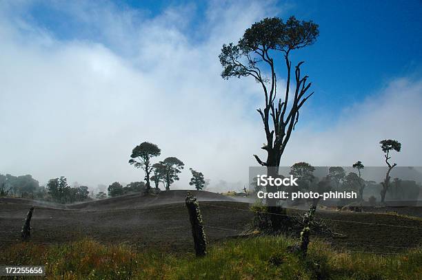 Misty Paesaggio - Fotografie stock e altre immagini di Disboscamento - Disboscamento, Agricoltura, Albero