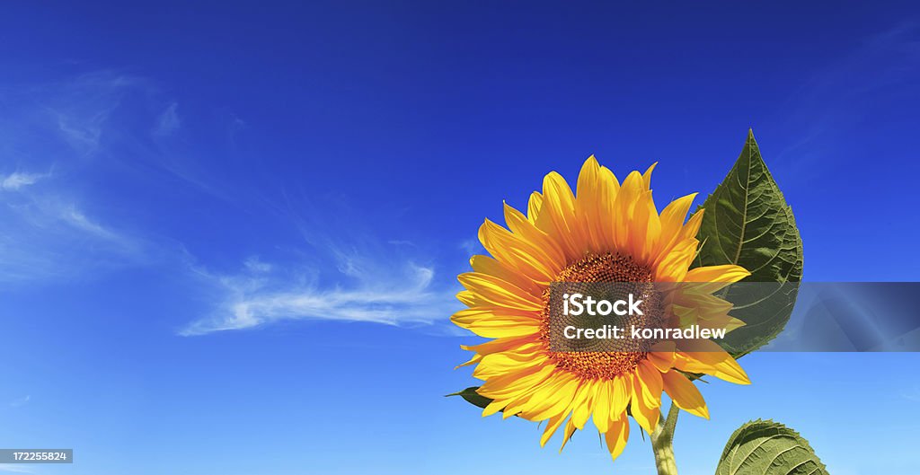 Tournesol sur ciel bleu en arrière-plan - Photo de Beauté de la nature libre de droits