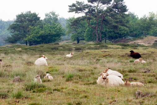 Schoonerbeker Sheep with Lambs