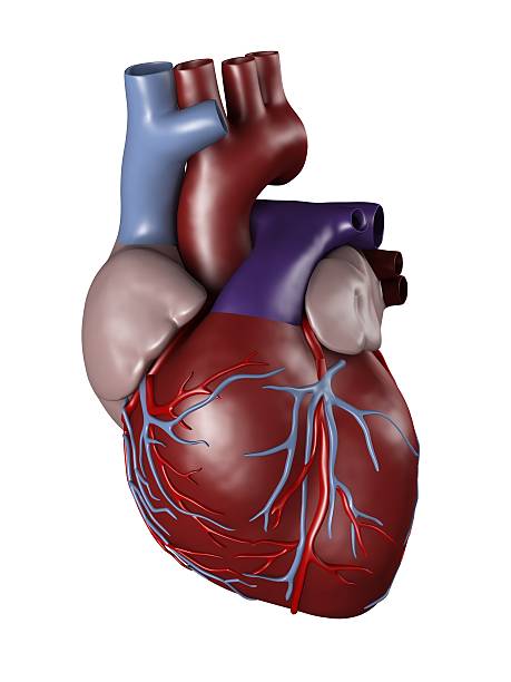 Human heart for medical study "Human heart, with aorta, pulmonary trunk, veins, left ventricle, right ventricle, left atrium, right atrium, superior vena cava, inferior vena cava and artery, on white background. Great to be used in medicine works and health." arterioles photos stock pictures, royalty-free photos & images