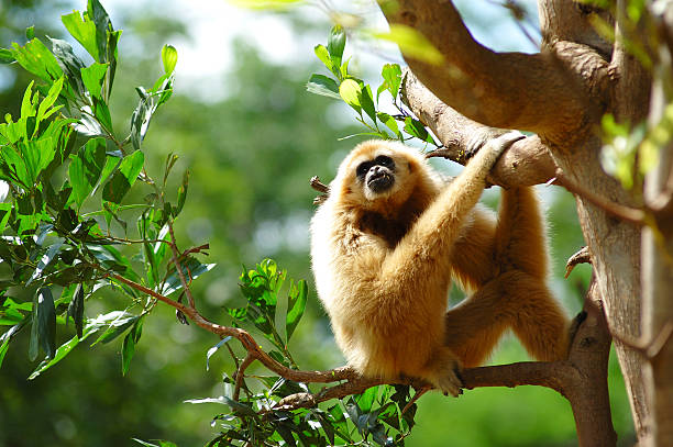 istock Gibbon clinging on tree in the nature 172255936