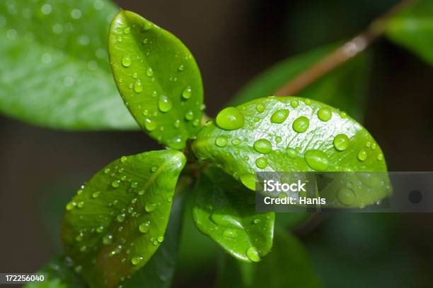 Bagnato Foglia Closeup - Fotografie stock e altre immagini di Acqua - Acqua, Aiuola, Bagnato