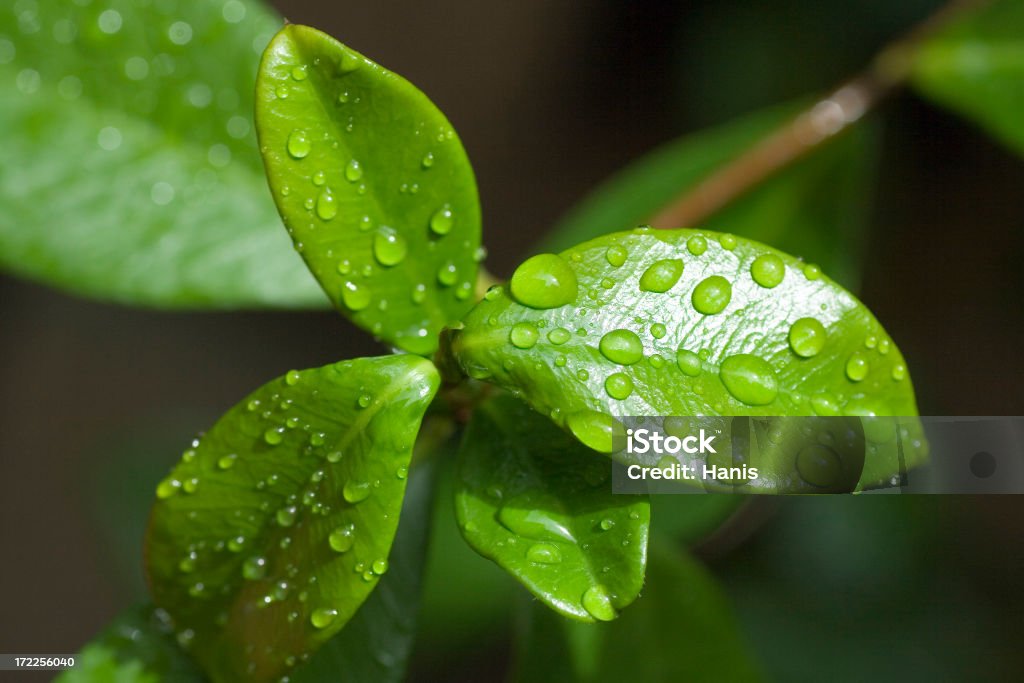 close-up de folha molhada - Foto de stock de Beleza royalty-free