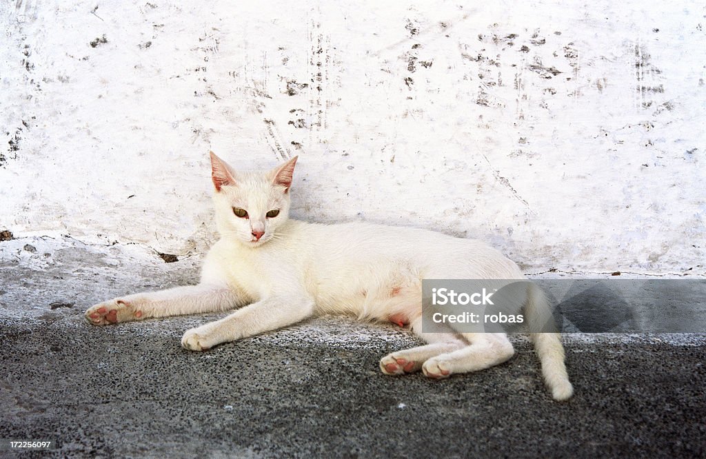 Gato blanco griego en reposo - Foto de stock de Actividad inmóvil general libre de derechos