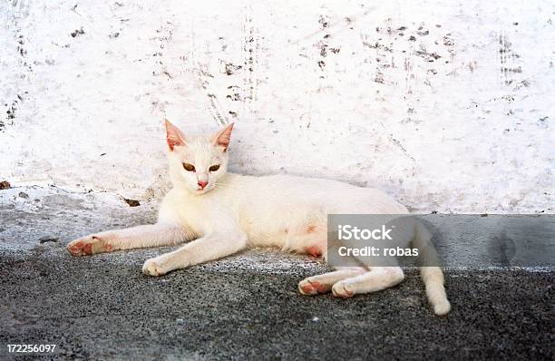 Gato Blanco Griego En Reposo Foto de stock y más banco de imágenes de Actividad inmóvil general - Actividad inmóvil general, Amistad, Amor - Sentimiento