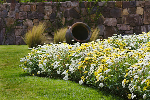 daisies dans le jardin avec le vieux mur de pierre, une pelouse, en céramique, des herbes - formal garden wall ornamental garden walled garden photos et images de collection