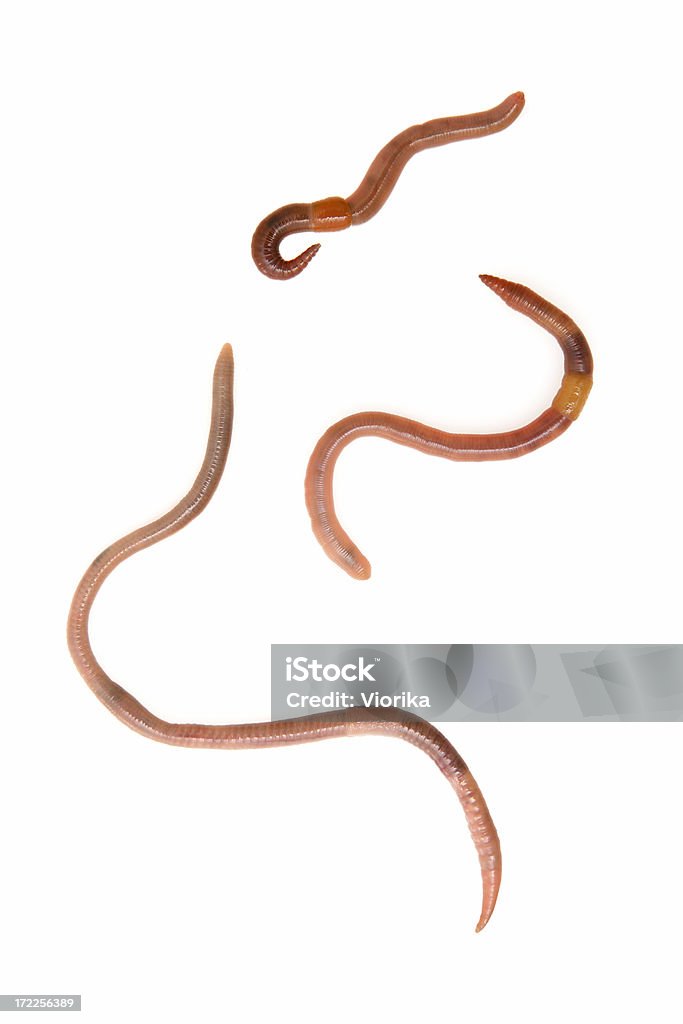 Earthworms on white Earthworms isolated on white. Earthworm Stock Photo