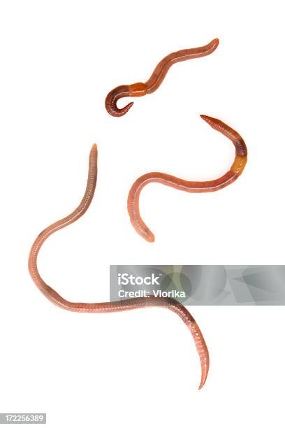 Earthworms On White Stock Photo - Download Image Now - Earthworm, White Background, Animal