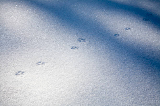 istock Cat's Paw Prints in Fresh White Snow 172256421