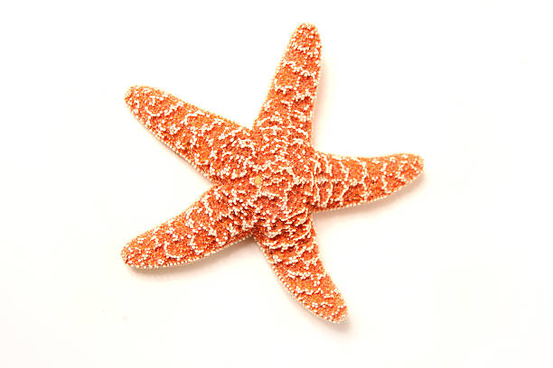 조개류 시리즈 - starfish 뉴스 사진 이미지
