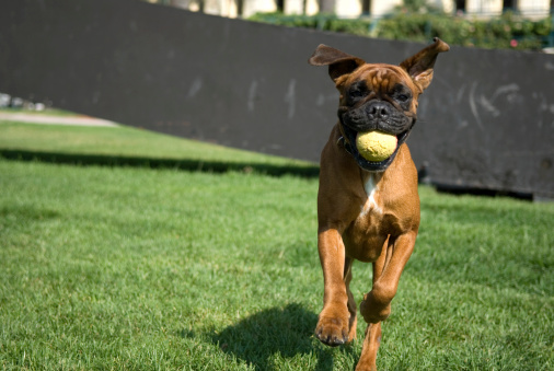 boxer playing in a park