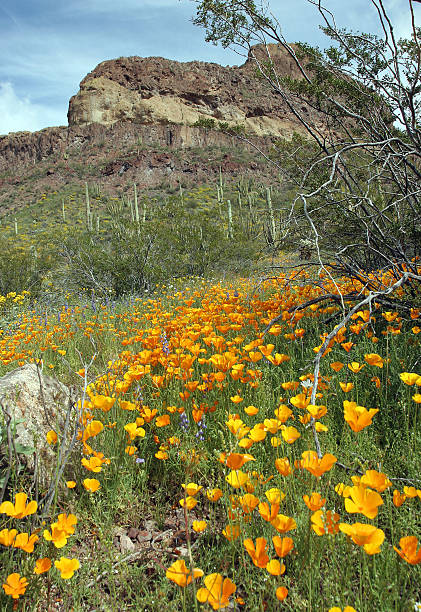 istock Organ Pipe  Cactus National Monument 172256771