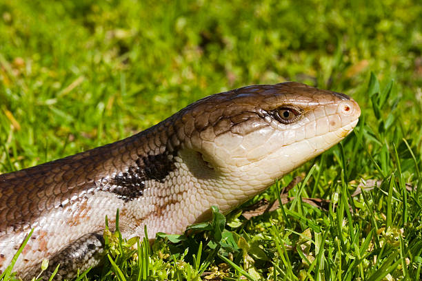 istock Blue Tongued Skink 172256825