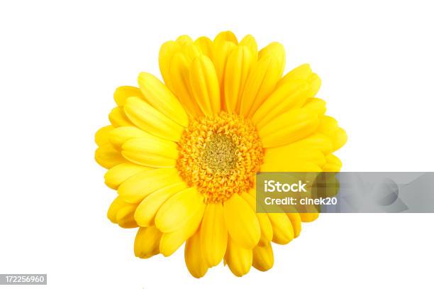 Gerber Amarelo Bonito - Fotografias de stock e mais imagens de Beleza - Beleza, Branco, Cabeça de Flor