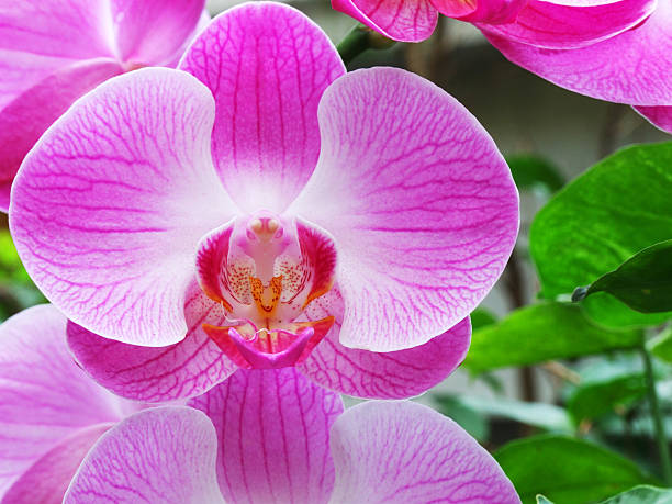 macro of pink orchid stock photo