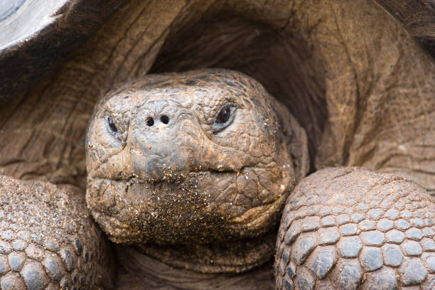 istock Galapagos Giant Tortoise 172257027