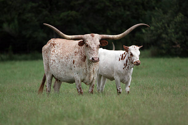 istock Longhorn Mother and Baby 172257271
