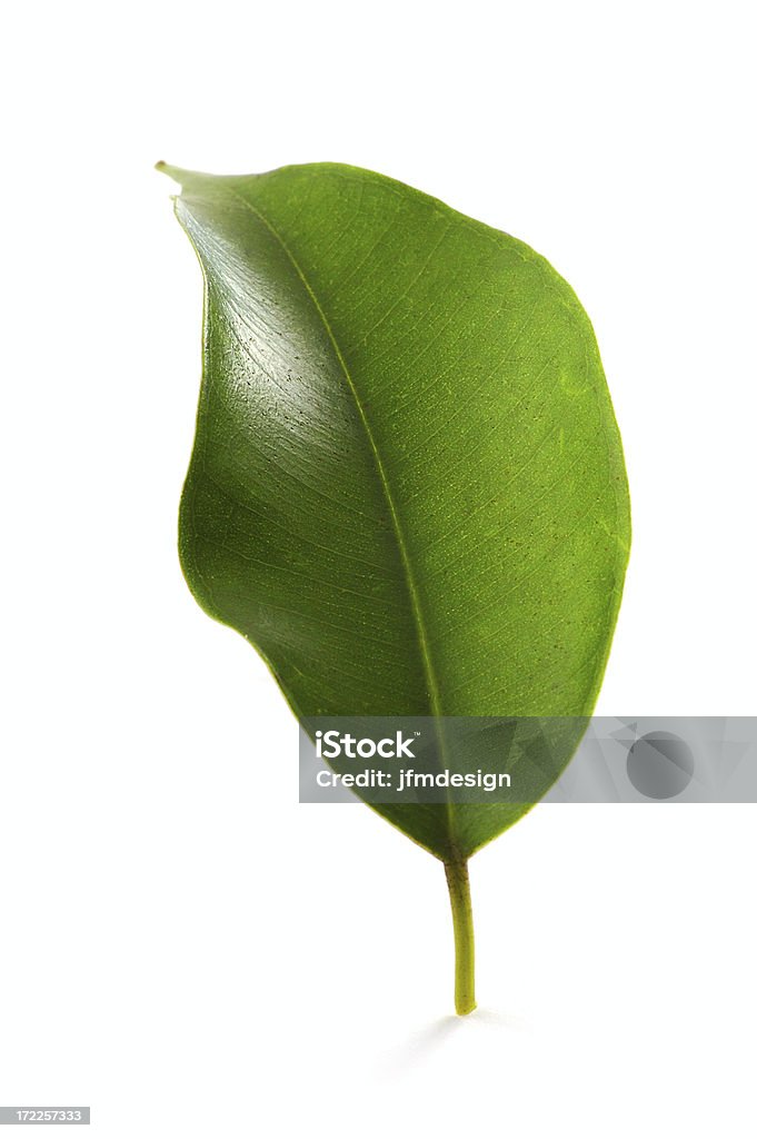 녹색 잎 - 로열티 프리 건강관리와 의술 스톡 사진
