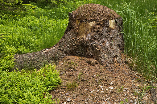 Close-up of tree stump.\nTree cut due to bad condition.