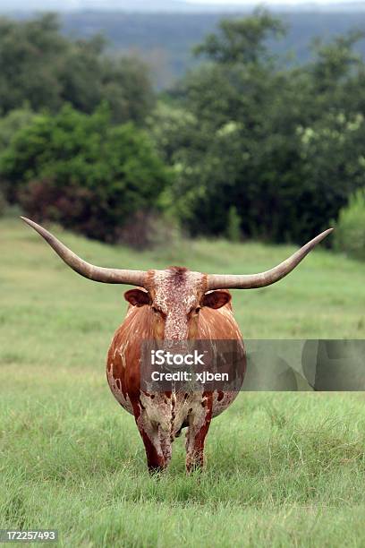 Longhorn Foto de stock y más banco de imágenes de Longhorn de Texas - Longhorn de Texas, Texas, Paisaje no urbano