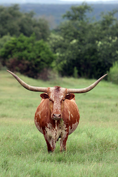 longhorn - texas texas longhorn cattle cattle ranch - fotografias e filmes do acervo