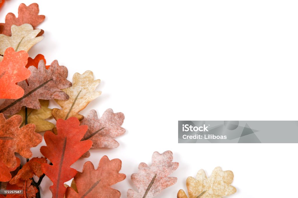 秋の落ち葉 - オークの葉のロイヤリティフリーストックフォト