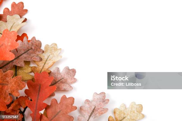 秋の落ち葉 - オークの葉のストックフォトや画像を多数ご用意 - オークの葉, カットアウト, 人物なし
