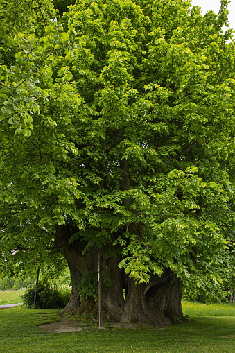 Very old linden tree 