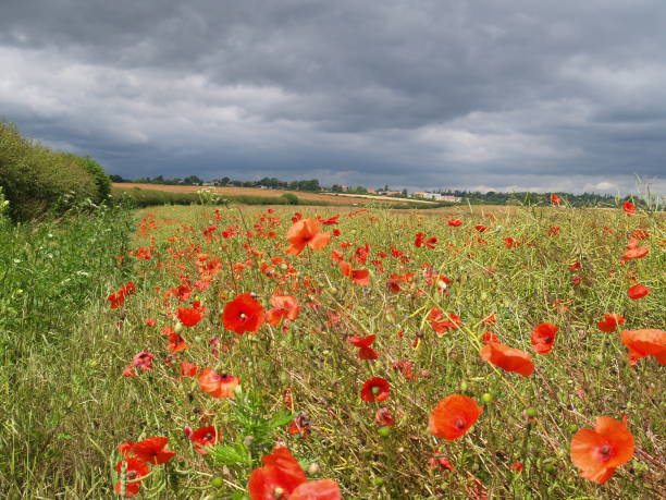 A field of Red poppies under grey skies