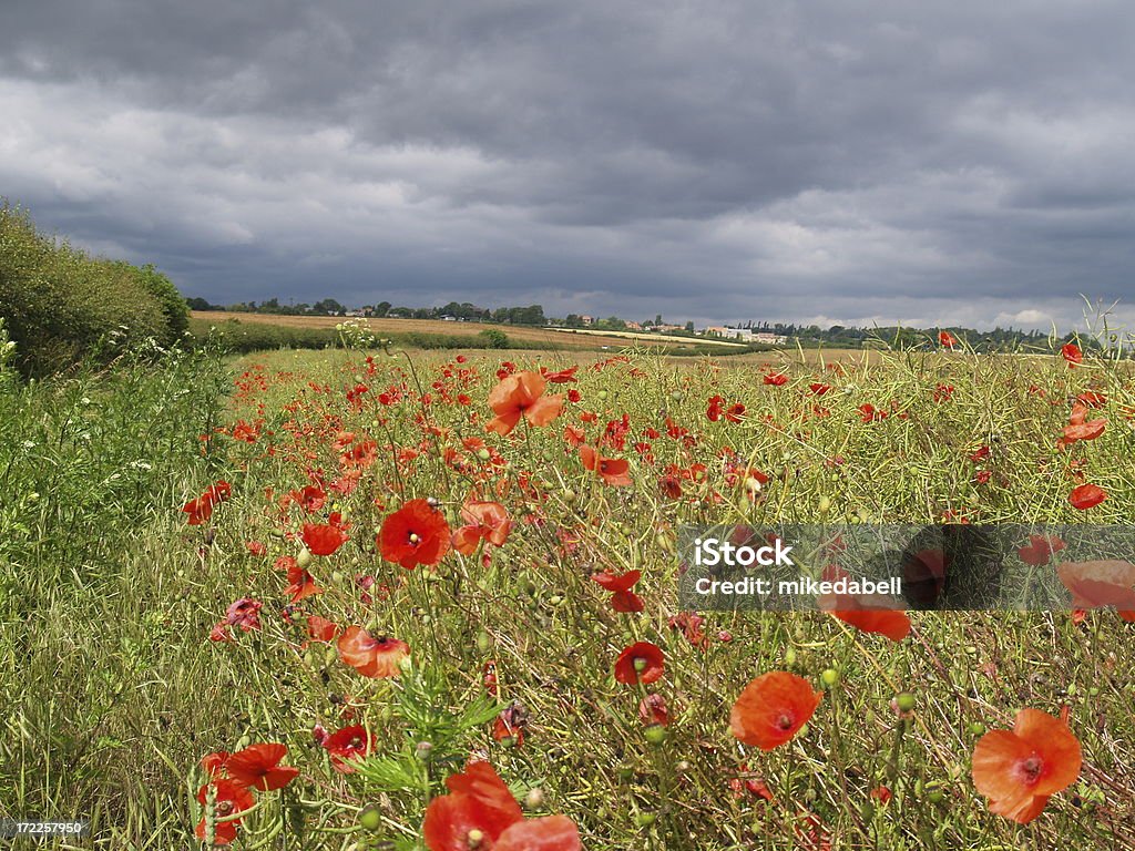 Papoila campo e nuvens - Royalty-free Flandres - Bélgica Foto de stock