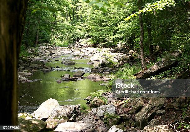 As Montanhas Great Smoky - Fotografias de stock e mais imagens de Ao Ar Livre - Ao Ar Livre, Appalachia, Arbusto