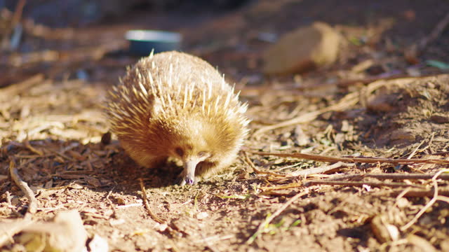 Hedgehog in a wild