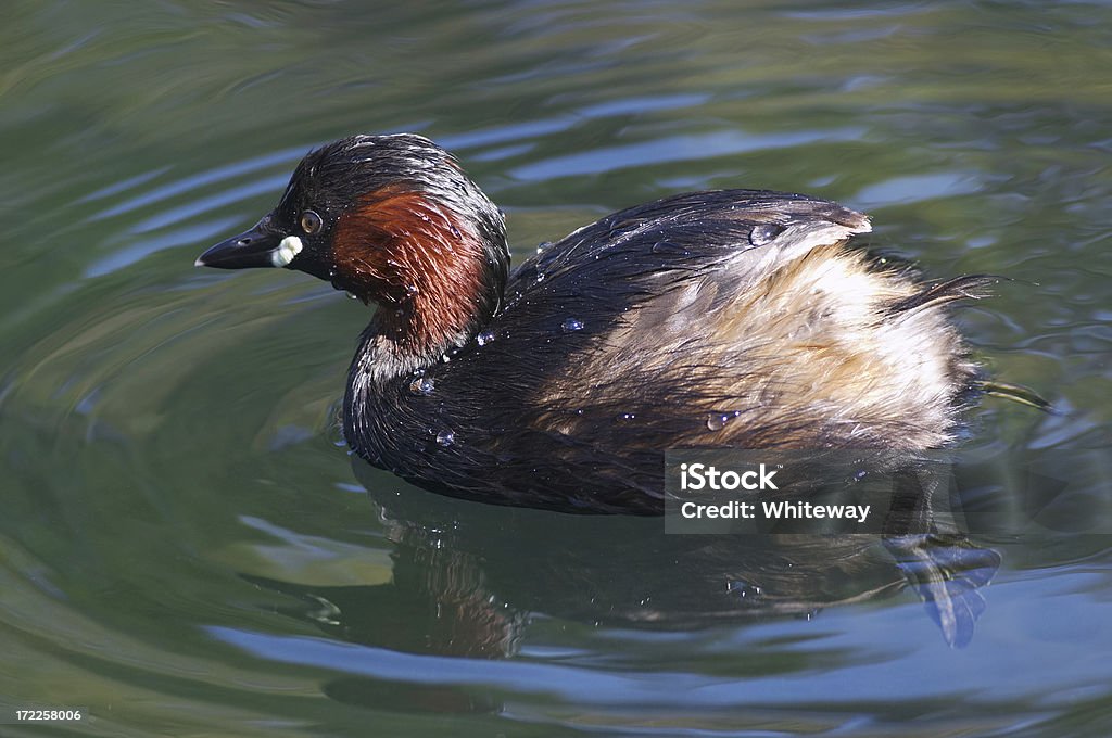 Little grebe dabchick diver Grebes are distinct from ducks, having feet set well back on the body. This 'diver's foot' is clear to see in the photo. Little grebes are generally shy and difficult to approach - this one is a parent feeding its chicks. Surrey, UK. Animal Stock Photo