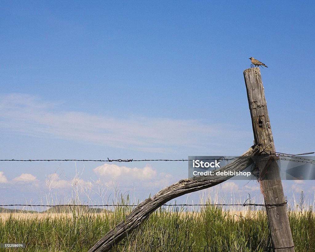 Sturnella allodola paese uccello su una Staccionata - Foto stock royalty-free di Palo di legno