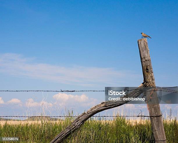 Sturnella Allodola Paese Uccello Su Una Staccionata - Fotografie stock e altre immagini di Palo di legno