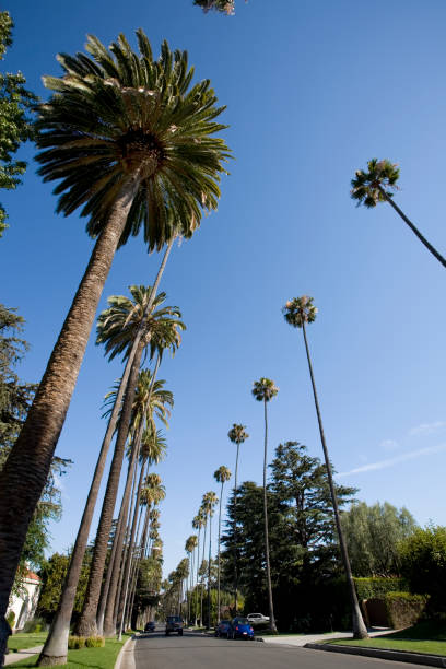 istock Beverly Hills Street Lined With Palm Trees 172258079
