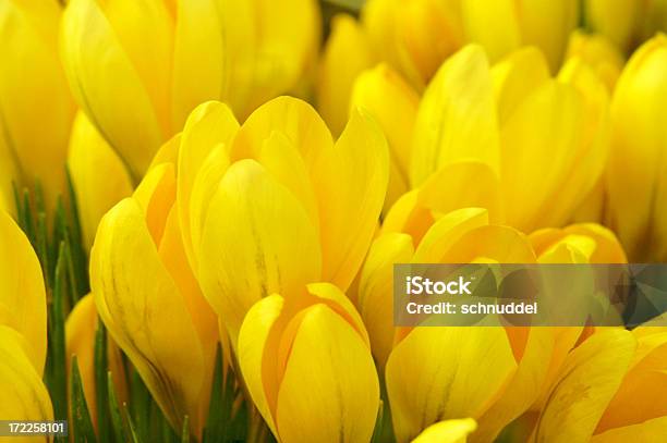 Amarelo Croco - Fotografias de stock e mais imagens de Amarelo - Amarelo, Beleza, Beleza natural