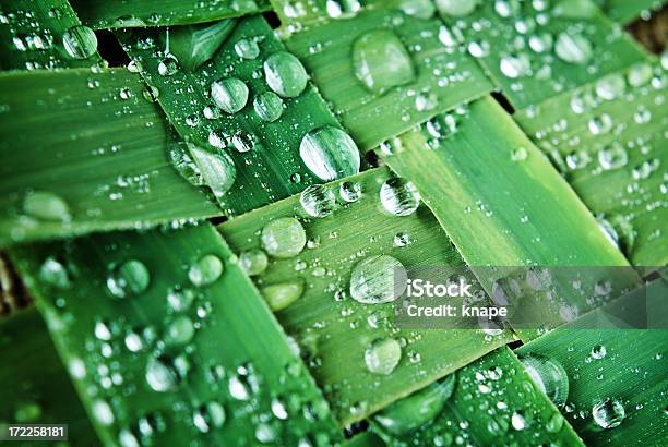 Foto de Zona Verde e mais fotos de stock de Arbusto - Arbusto, Beleza natural - Natureza, Cana