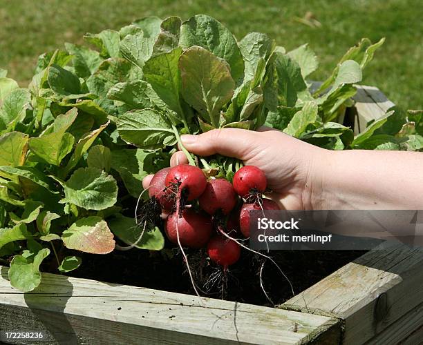 Radish Rougette Picked Stock Photo - Download Image Now - Radish, Flower Pot, Planting