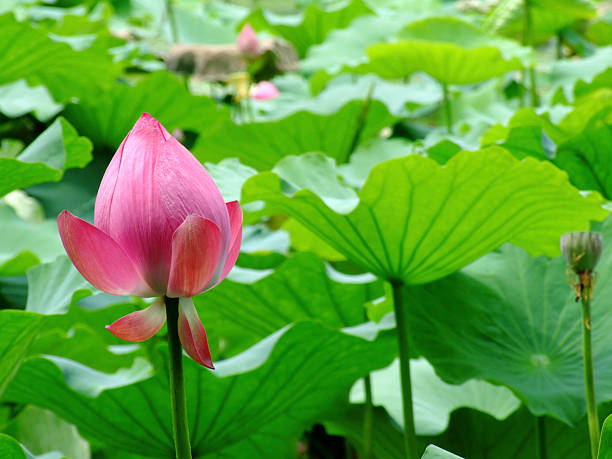 closed blossom of a pink lotus flower stock photo