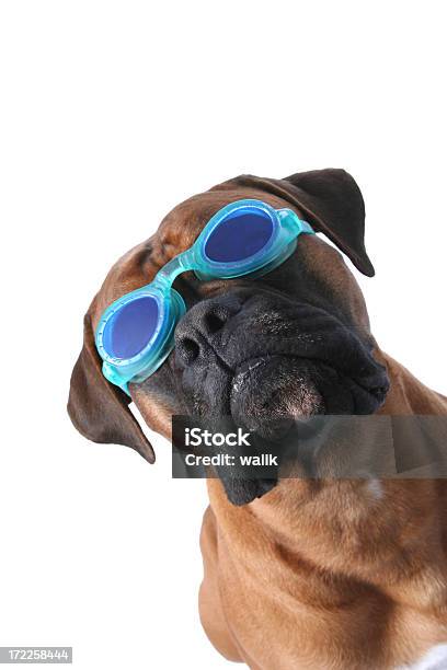 Photo libre de droit de Natation banque d'images et plus d'images libres de droit de Chien - Chien, Lunettes de plongée, Animaux de compagnie