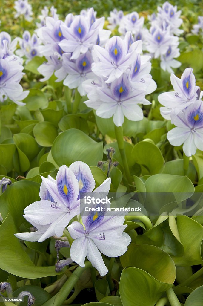 Dickstielige Wasserhyazinthe (Eichhornia crassipes) - Lizenzfrei Blume Stock-Foto