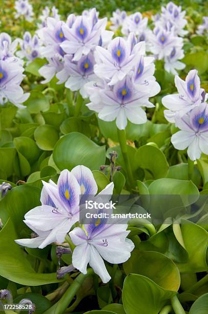 Dickstielige Wasserhyazinthe Stockfoto und mehr Bilder von Blume