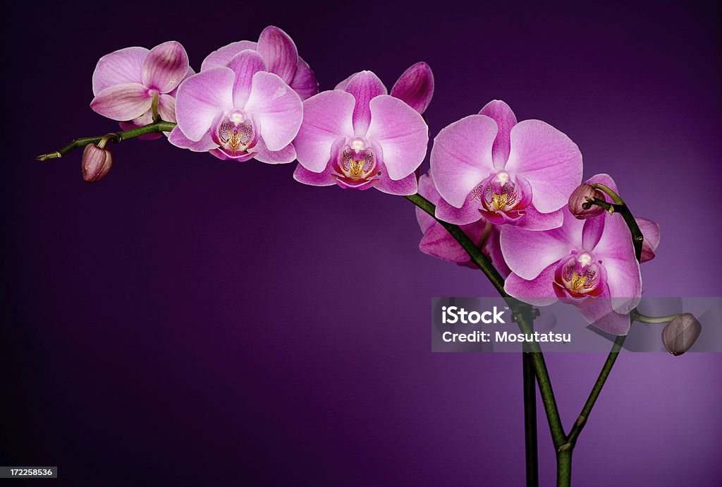 Orquídea cor-de-rosa em roxo backgorund - Foto de stock de Orquídea royalty-free