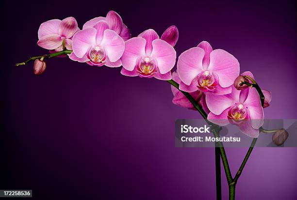 Foto de Orquídea Corderosa Em Roxo Backgorund e mais fotos de stock de Orquídea - Orquídea, Beleza, Beleza natural - Natureza