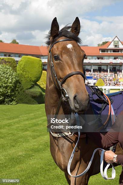 Cavalo De Corrida - Fotografias de stock e mais imagens de Desporto de Competição - Desporto - Desporto de Competição - Desporto, Chester - Cheshire, Cavalo de corrida